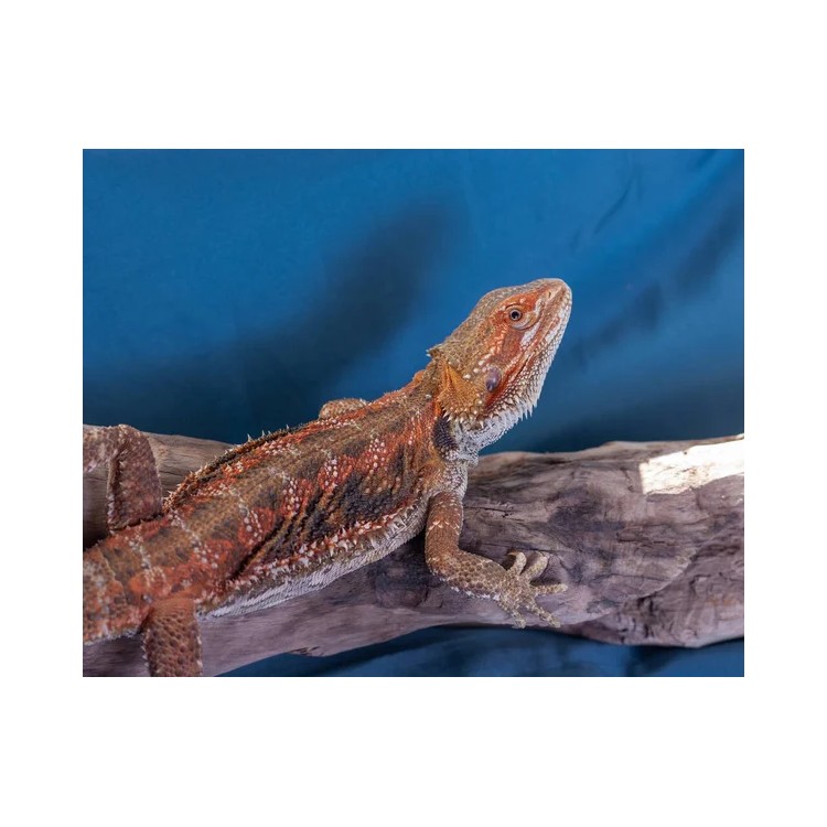 Agama cu barba Pogona vitticeps rosie - imagine 5